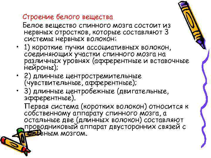 Строение белого вещества Белое вещество спинного мозга состоит из нервных отростков, которые составляют 3