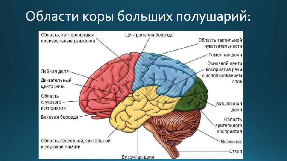 Шкала больших моторных функций