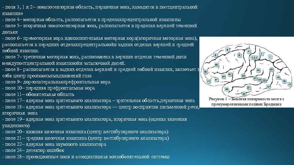 - поля 3, 1 и 2– соматосенсорная область, первичная зона, находятся в постцентральной извилине