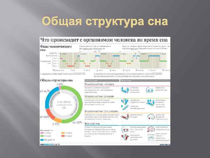 Общая структура сна 