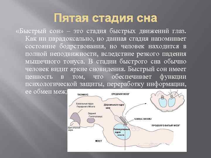 Пятая стадия сна «Быстрый сон» – это стадия быстрых движений глаз. Как ни парадоксально,