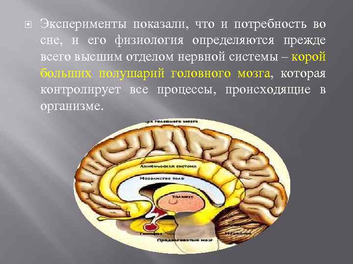  Эксперименты показали, что и потребность во сне, и его физиология определяются прежде всего