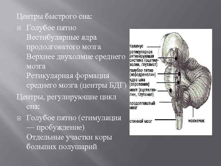 Центры быстрого сна: Голубое пятно Вестибулярные ядра продолговатого мозга Верхнее двухолмие среднего мозга Ретикулярная