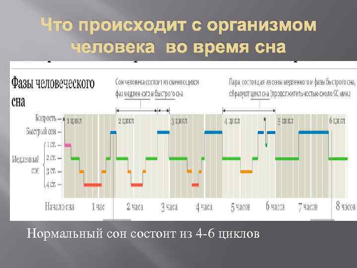 Что происходит с организмом человека во время сна Нормальный сон состоит из 4 -6