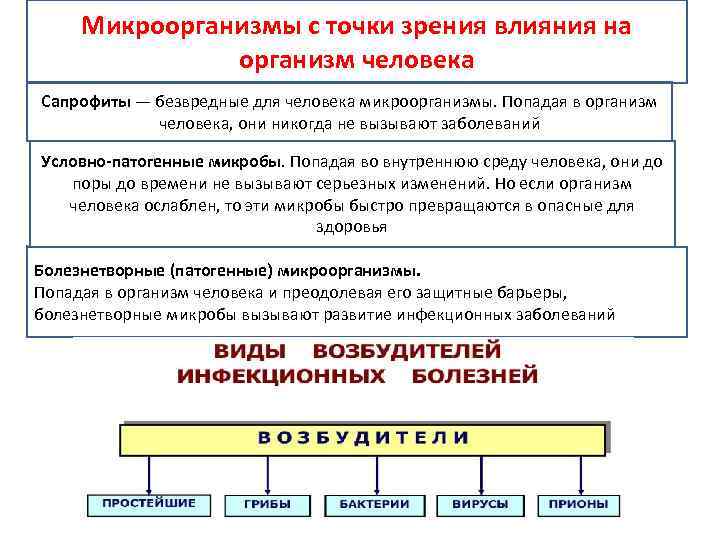 Микроорганизмы с точки зрения влияния на организм человека Сапрофиты — безвредные для человека микроорганизмы.