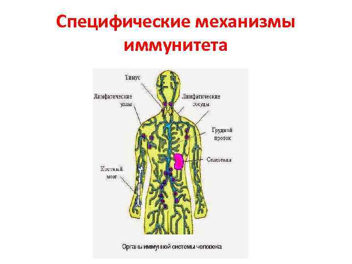 Специфические механизмы иммунитета 