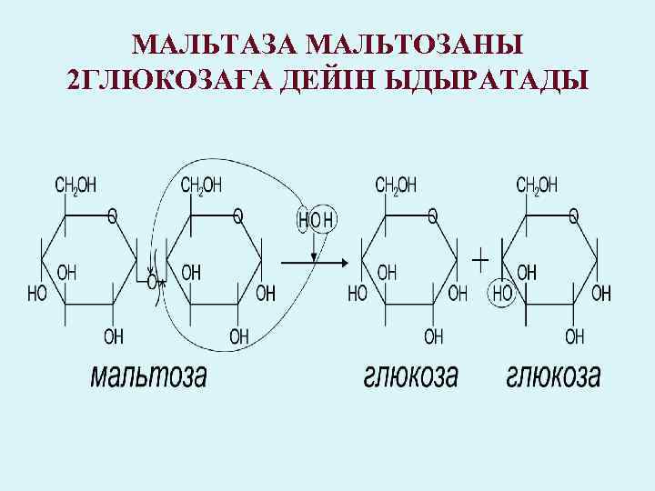 МАЛЬТАЗА МАЛЬТОЗАНЫ 2 ГЛЮКОЗАҒА ДЕЙІН ЫДЫРАТАДЫ 