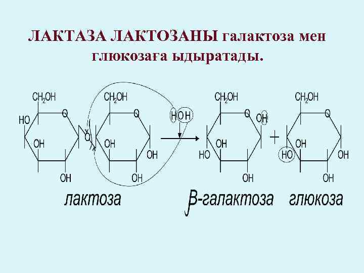 ЛАКТАЗА ЛАКТОЗАНЫ галактоза мен глюкозаға ыдыратады. 