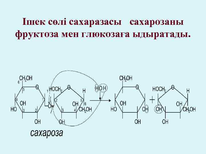 Ішек сөлі сахаразасы сахарозаны фруктоза мен глюкозаға ыдыратады. 