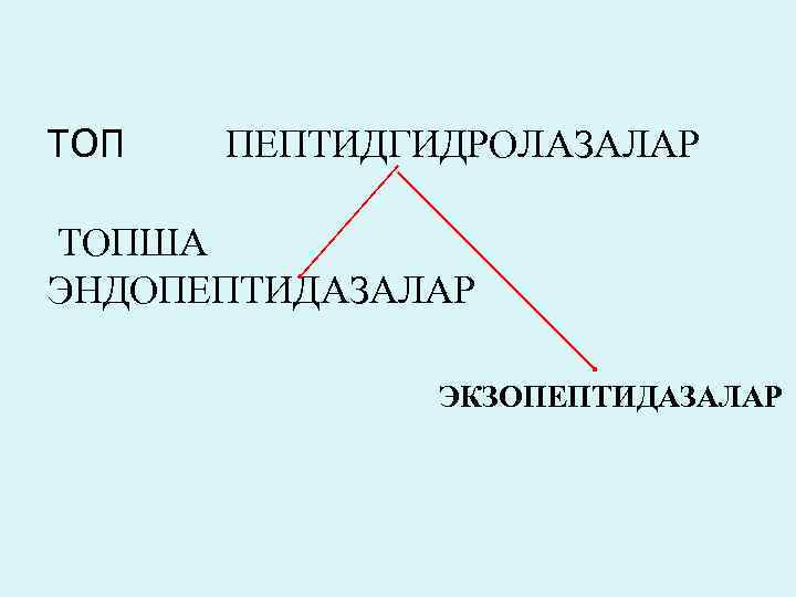 ТОП ПЕПТИДГИДРОЛАЗАЛАР ТОПША ЭНДОПЕПТИДАЗАЛАР ЭКЗОПЕПТИДАЗАЛАР 