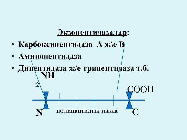 Экзопептидазалар: • Карбоксипептидаза А же В • Аминопептидаза • Дипептидаза ж/е трипептидаза т. б.