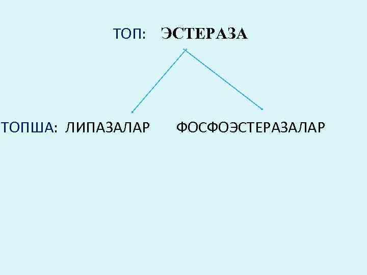 ТОП: ЭСТЕРАЗА ТОПША: ЛИПАЗАЛАР ФОСФОЭСТЕРАЗАЛАР 