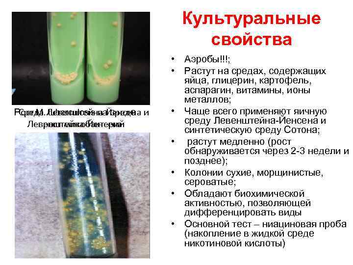 Культуральные свойства Рост M. Левенштейна-Йенсена и Среда tuberculosis на среде Левенштейна-Йенсена рост микобактерий •