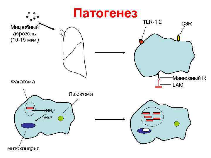 Патогенез Микробный аэрозоль (10 -15 мкм) С 3 R Маннозный R LAM Фагосома Лизосома
