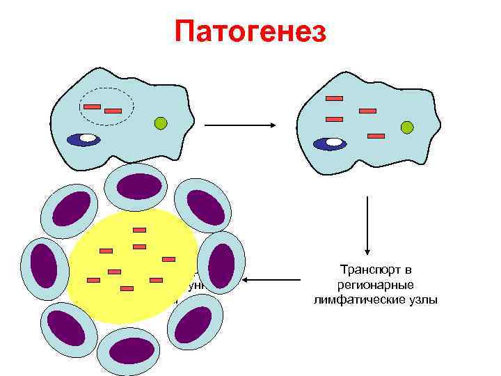 Схема патогенеза полиомиелита