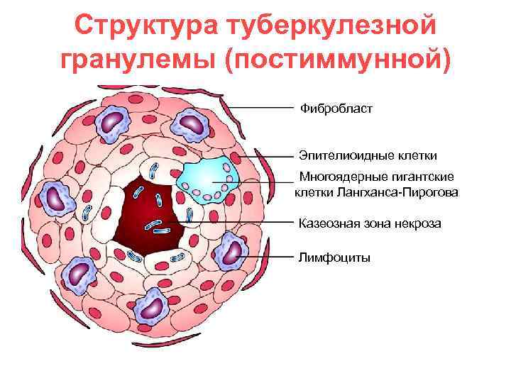 Гематоликворный барьер гистология схема