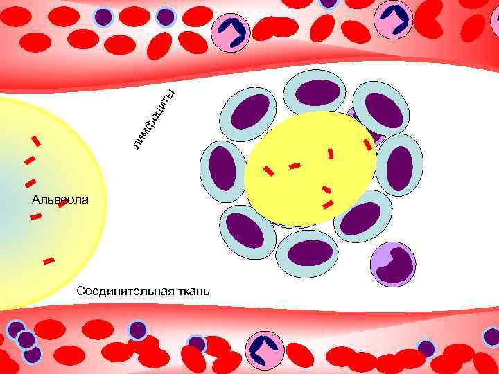 ты ци фо ли м Альвеола Соединительная ткань 
