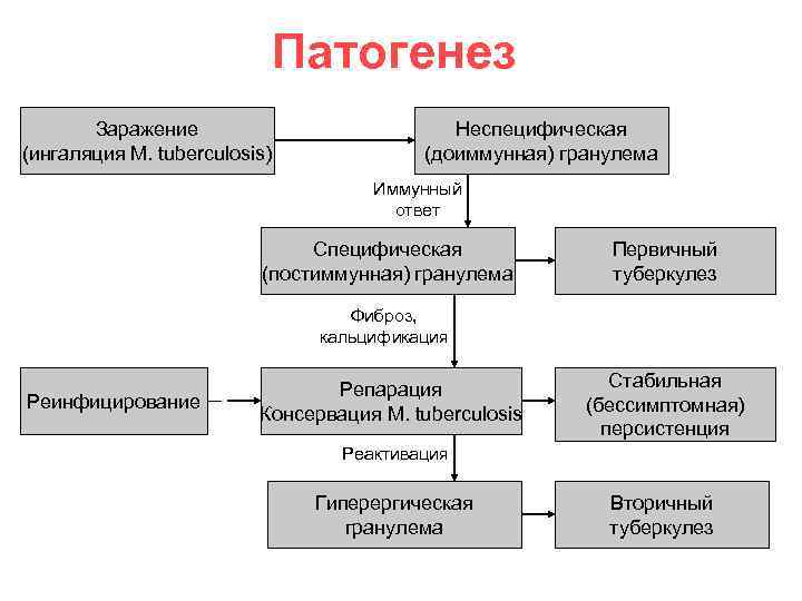 Патогенез Заражение (ингаляция M. tuberculosis) Неспецифическая (доиммунная) гранулема Иммунный ответ Специфическая (постиммунная) гранулема Первичный