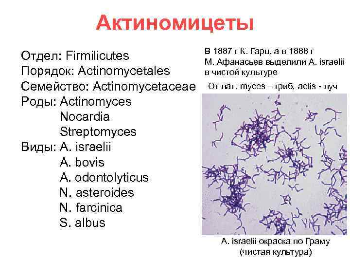 Актиномицеты Отдел: Firmilicutes Порядок: Actinomycetales Семейство: Actinomycetaceae Роды: Actinomyces Nocardia Streptomyces Виды: A. israelii