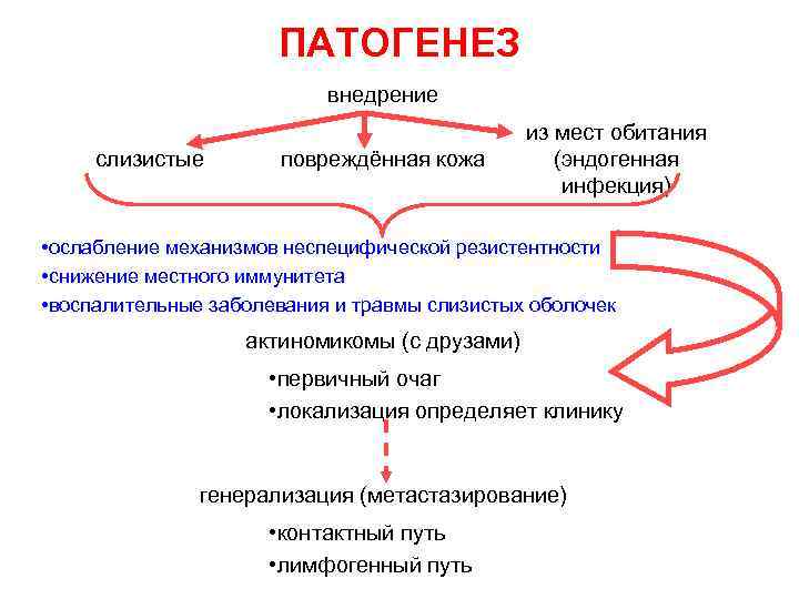 ПАТОГЕНЕЗ внедрение слизистые повреждённая кожа из мест обитания (эндогенная инфекция) • ослабление механизмов неспецифической