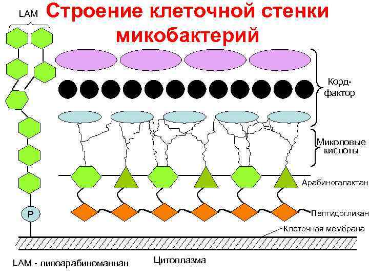 LAM Строение клеточной стенки микобактерий Кордфактор Миколовые кислоты Арабиногалактан Пептидогликан Р Клеточная мембрана LAM