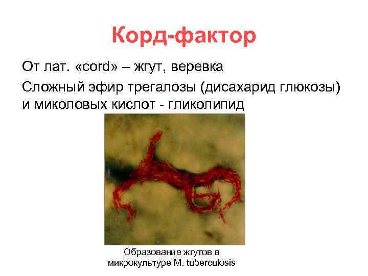 Корд-фактор От лат. «сord» – жгут, веревка Сложный эфир трегалозы (дисахарид глюкозы) и миколовых