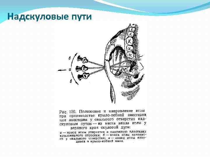 Надскуловые пути 