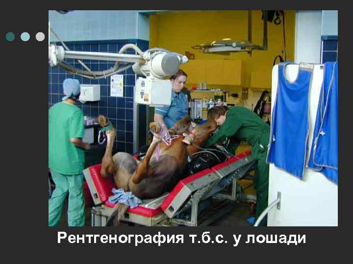Рентгенография т. б. с. у лошади 