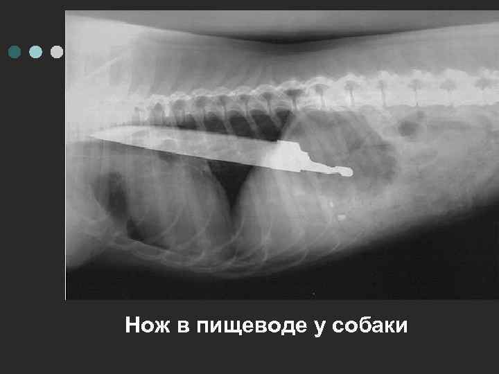 Нож в пищеводе у собаки 