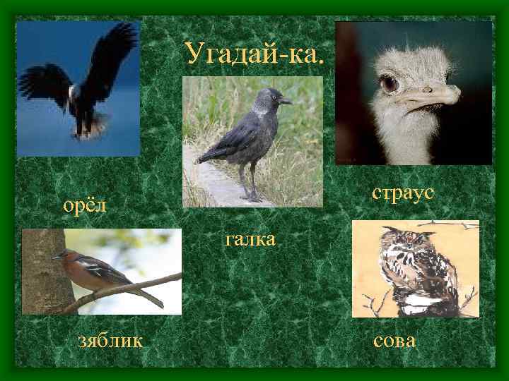 Угадай-ка. • • страус орёл галка зяблик сова 