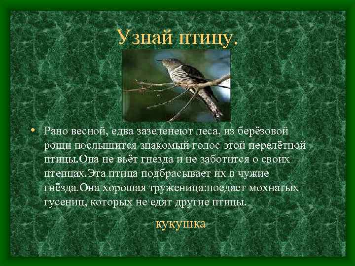 Узнай птицу. • Рано весной, едва зазеленеют леса, из берёзовой рощи послышится знакомый голос