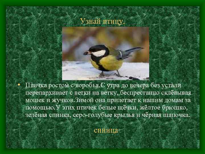 Узнай птицу. • Птичка ростом с воробья. С утра до вечера без устали перепархивает