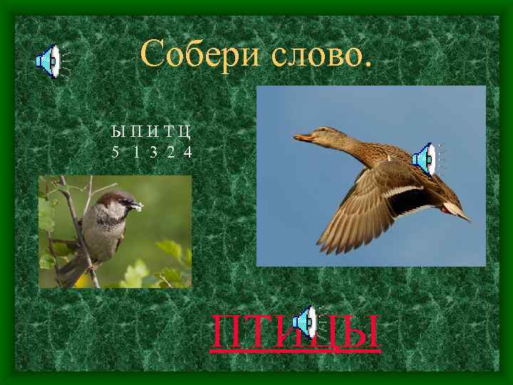 Собери слово. ЫПИТЦ 5 1 3 2 4 ПТИЦЫ 