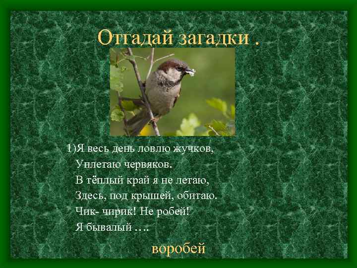 Отгадай загадки. 1)Я весь день ловлю жучков, Уплетаю червяков. В тёплый край я не