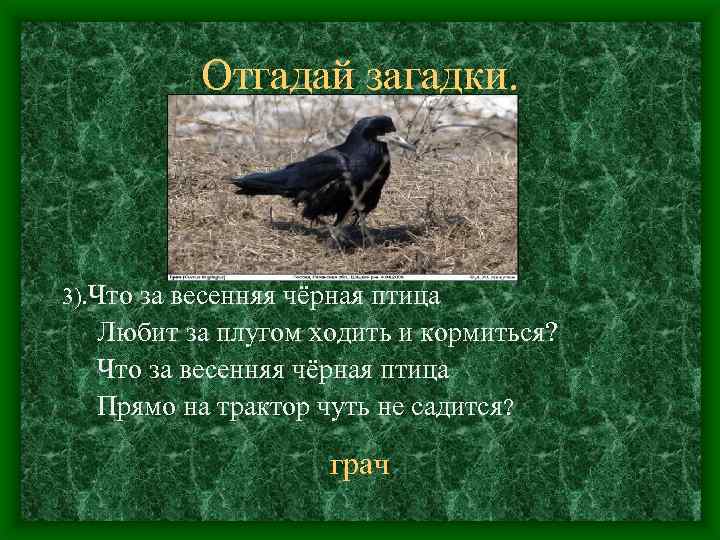 Отгадай загадки. 3). Что за весенняя чёрная птица Любит за плугом ходить и кормиться?