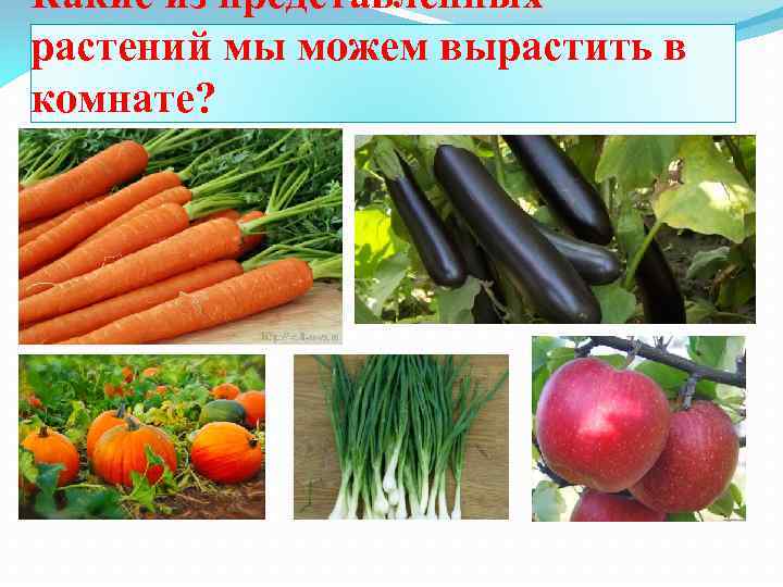 Какие из представленных растений мы можем вырастить в комнате? 