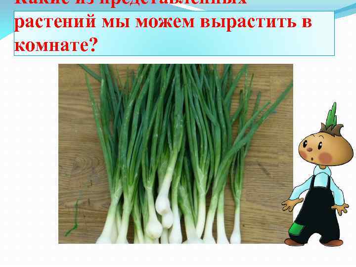 Какие из представленных растений мы можем вырастить в комнате? 