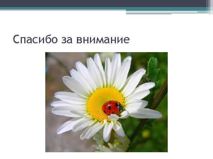 Спасибо за внимание 