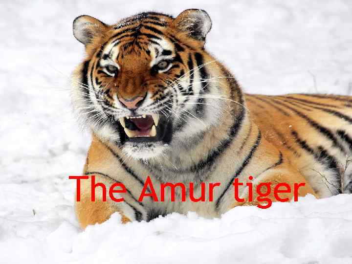 The Amur tiger 