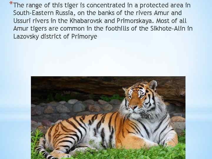 *The range of this tiger is concentrated in a protected area in South-Eastern Russia,
