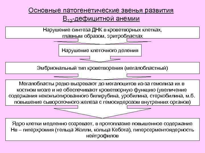 Основные патогенетические звенья развития В 12 -дефицитной анемии Нарушение синтеза ДНК в кроветворных клетках,