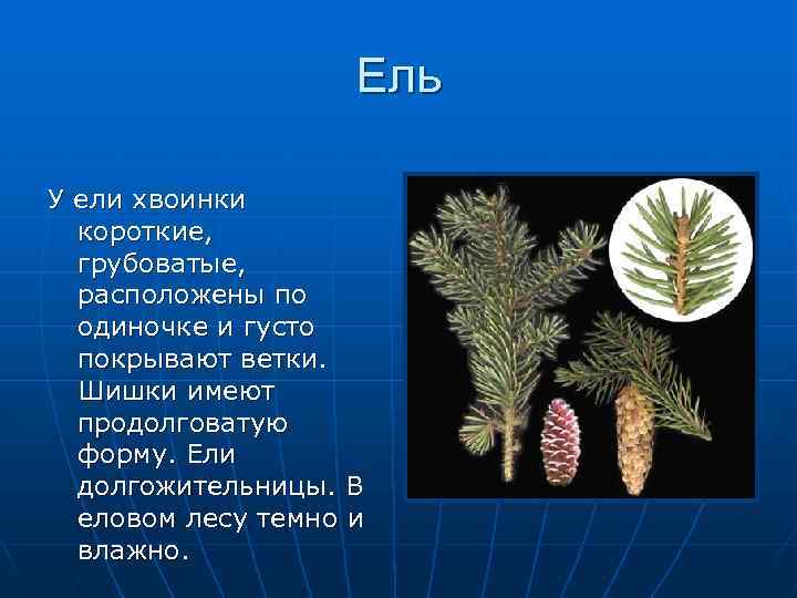 Природные сообщества 3 класс окружающий мир 21 век презентация