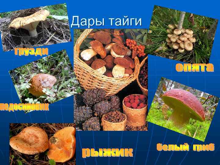 Дары тайги 