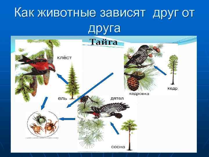 Нарисовать природное сообщество