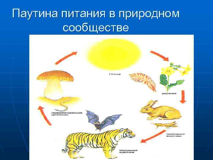 Совместная жизнь организмов в природном сообществе 6 класс презентация пономарева