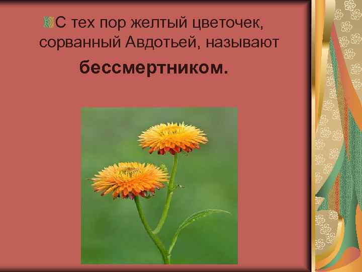 С тех пор желтый цветочек, сорванный Авдотьей, называют бессмертником. 