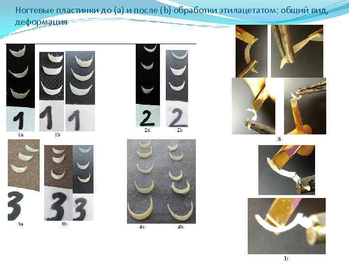 Ногтевые пластинки до (а) и после (b) обработки этилацетатом: общий вид, деформация 