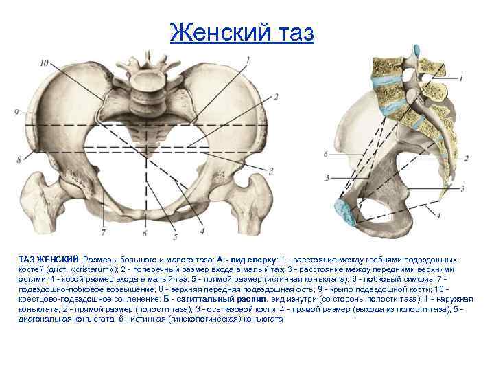 Схема таза женщины