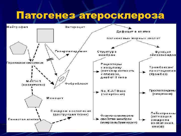 Патогенез атеросклероза 