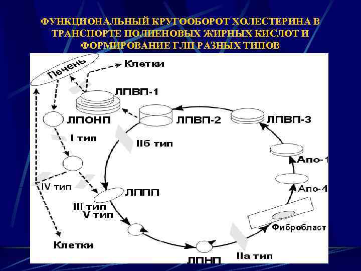 ФУНКЦИОНАЛЬНЫЙ КРУГООБОРОТ ХОЛЕСТЕРИНА В ТРАНСПОРТЕ ПОЛИЕНОВЫХ ЖИРНЫХ КИСЛОТ И ФОРМИРОВАНИЕ ГЛП РАЗНЫХ ТИПОВ 